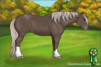 Horse Color:Silver Black Appaloosa 