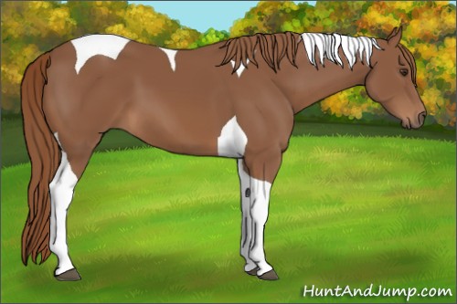 Horse Color:Chestnut Tobiano