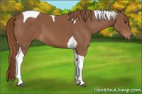 Horse Color:Chestnut Tobiano