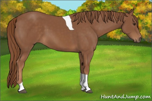 Horse Color:Chestnut Tobiano 