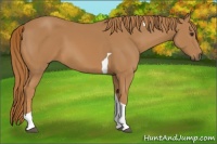 Horse Color:Chestnut Tobiano