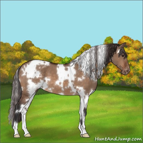 Horse Color:White Spotted Bay Dun Appaloosa