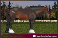 Horse Color:Brown 
