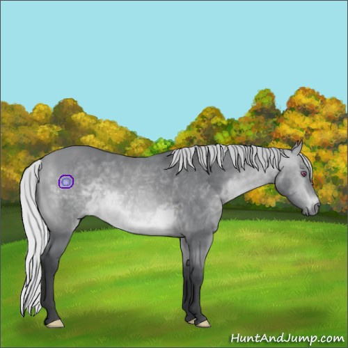 Horse Color:Silver Bay Chinchilla 