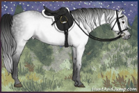 Horse Color:Gray Black