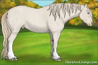 Horse Color:Smoky Creme Roan