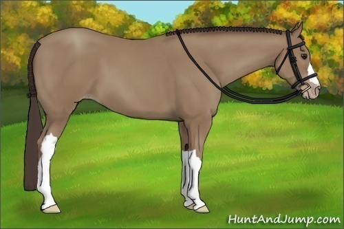 Horse Color:Classic Champagne 