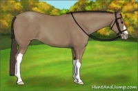 Horse Color:Classic Champagne 