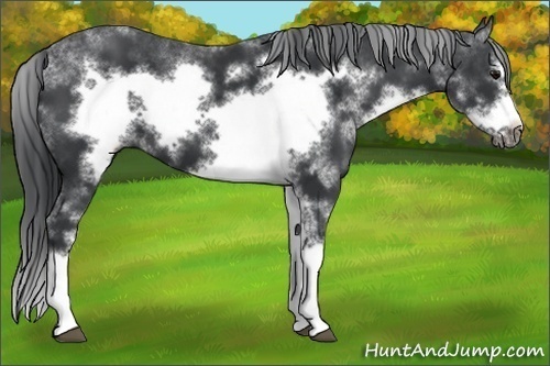 Horse Color:Black Sabino Frame
