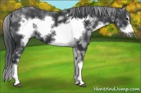 Horse Color:Black Sabino Frame