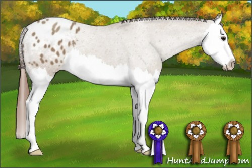 Horse Color:Classic Champagne Splash Appaloosa 