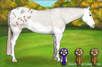 Horse Color:Classic Champagne Splash Appaloosa 
