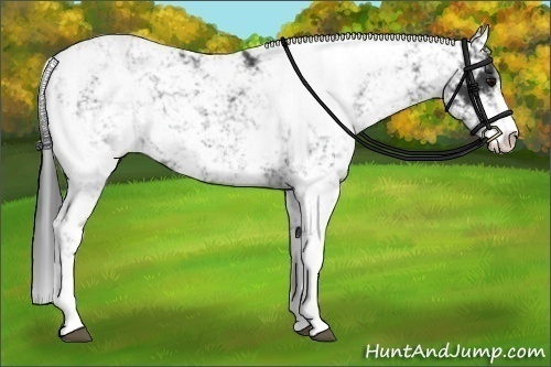 Horse Color:Black Sabino 