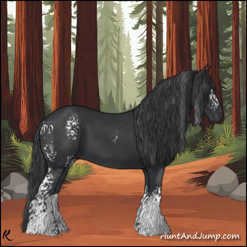 Horse Color:White Spotted Black 