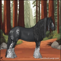 Horse Color:White Spotted Black 