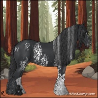 Horse Color:White Spotted Black 