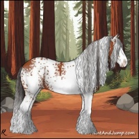 Horse Color:White Spotted Bay Splash 