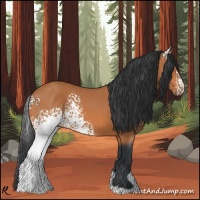 Horse Color:White Spotted Bay 