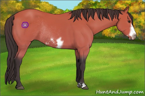 Horse Color:Buckskin Frame Rabicano 