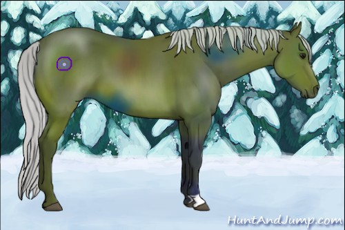 Horse Color:Silver Bay 