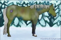 Horse Color:Silver Bay 