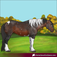Horse Color:Brown Tobiano 