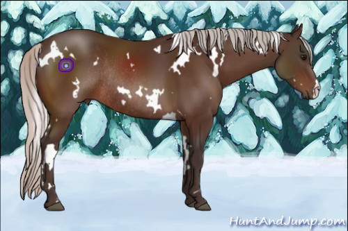 Horse Color:White Spotted Silver Bay Rabicano