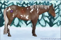 Horse Color:White Spotted Silver Bay Rabicano 