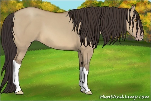 Horse Color:Sable Champagne Dun