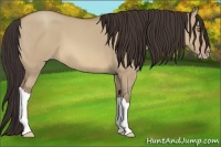 Horse Color:Sable Champagne Dun 
