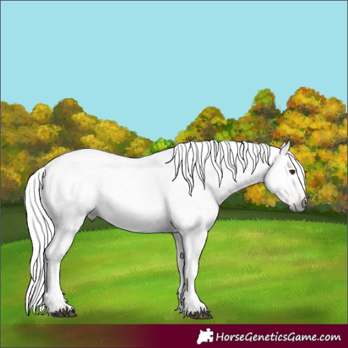 Horse Color:Gray Red Roan Tobiano 