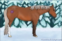 Horse Color:Silver Bay 