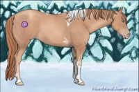 Horse Color:Gold Champagne Tobiano Rabicano 