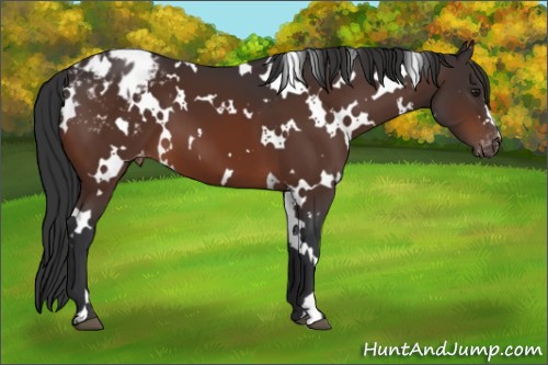 Horse Color:White Spotted Brown Blanket