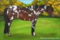 Horse Color:White Spotted Brown Blanket