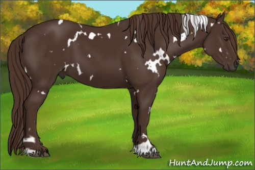 Horse Color:White Spotted Liver Chestnut 