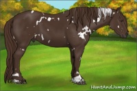 Horse Color:White Spotted Liver Chestnut 