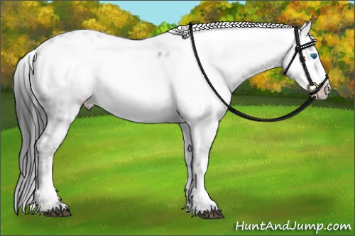 Horse Color:Liver Chestnut Frame 