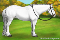 Horse Color:Liver Chestnut Frame