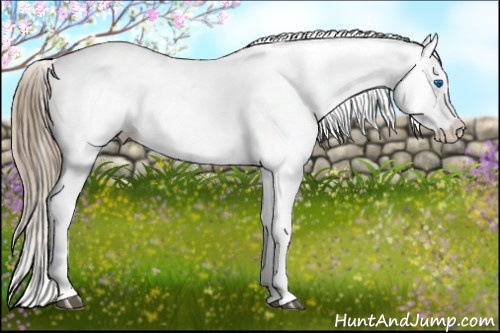 Horse Color:Liver Chestnut Sabino Splash Appaloosa 