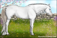 Horse Color:Liver Chestnut Sabino Splash Appaloosa