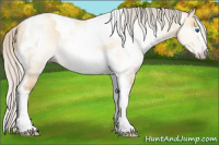 Horse Color:Gray Silver Amber Cream Champagne Roan Dun Tobiano Frame Rabicano 