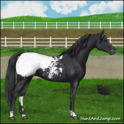 Horse Color:Black Appaloosa 