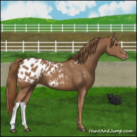 Horse Color:Chestnut Appaloosa 
