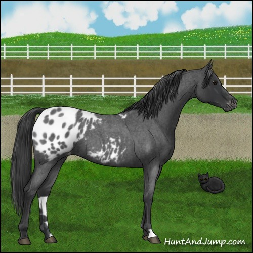 Horse Color:Blue Roan Appaloosa 