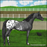 Horse Color:Blue Roan Appaloosa 
