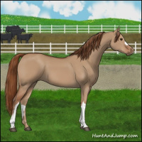 Horse Color:Red Dun 
