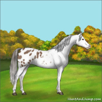 Horse Color:Liver Red Dun Appaloosa 