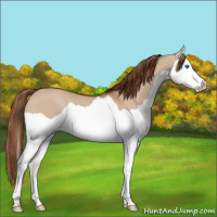 Horse Color:Red Dun Splash 