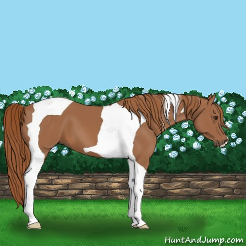 Horse Color:Chestnut Tobiano 
